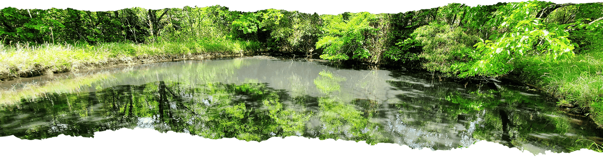 自然にあふれた美しい池